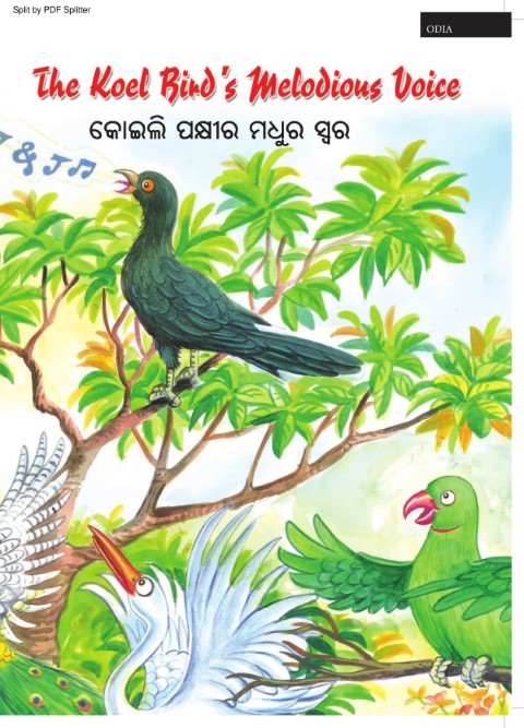 The Koel Bird's Melodious Voice